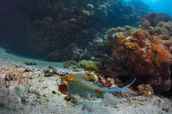 Koraalriffen met stingray — Stockfoto