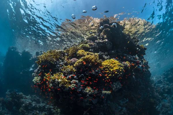 Arrecifes de coral con peces diminutos —  Fotos de Stock