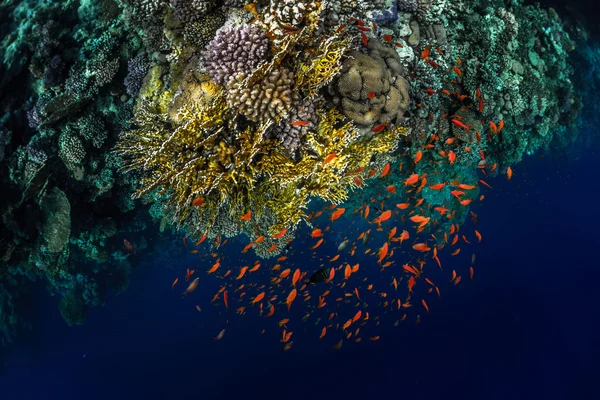 Top view of the coral reefs — Stock Photo, Image