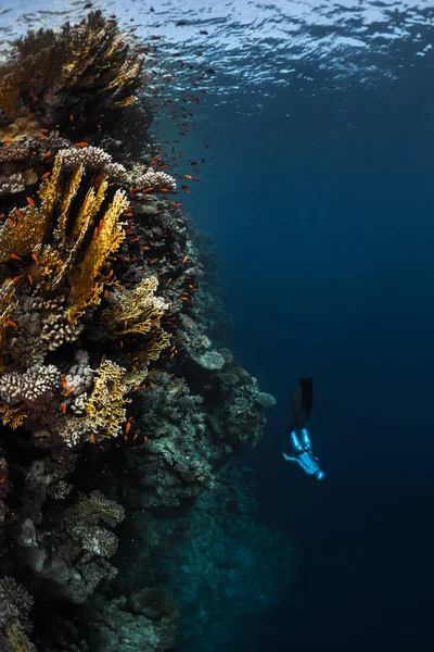 Lady free diver in the tropical sea — Stock Photo, Image