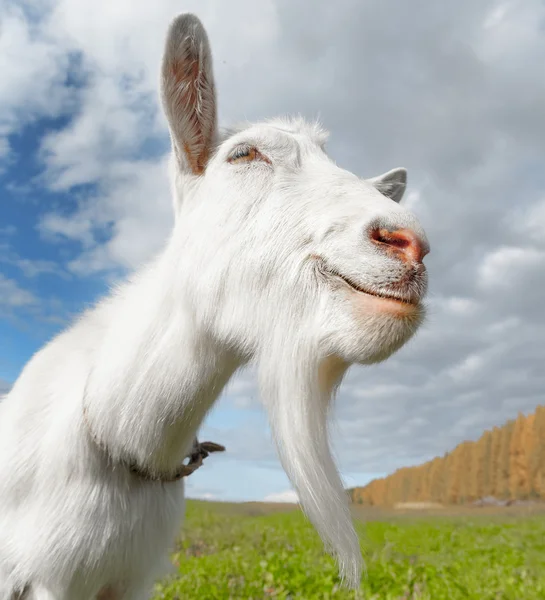 Молодой козел на белом фоне — стоковое фото