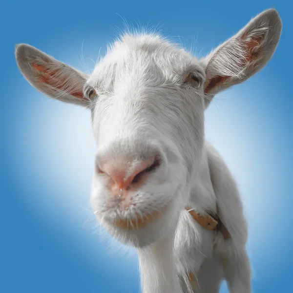 Young goat on the blue background — Stock Photo, Image