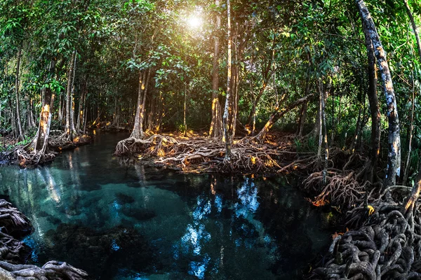 Grandes árboles en el río —  Fotos de Stock