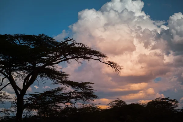 Silhouettes des acacias au coucher du soleil — Photo