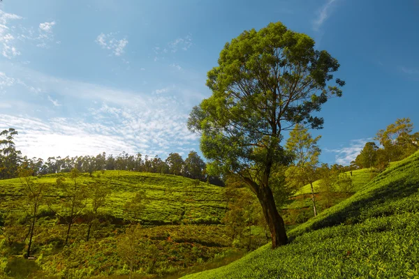 Árvores nas colinas com céu azul — Fotografia de Stock