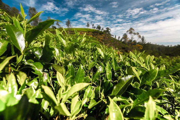 Teeplantage mit blauem Himmel — Stockfoto