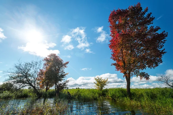 Autumn trees on the river bank — Stock Photo, Image