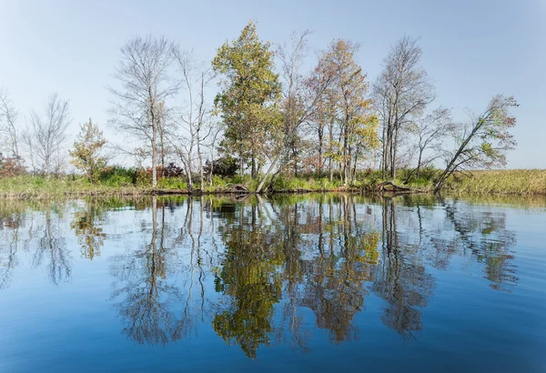 Trees standing on the banks of the river — Stock Photo, Image