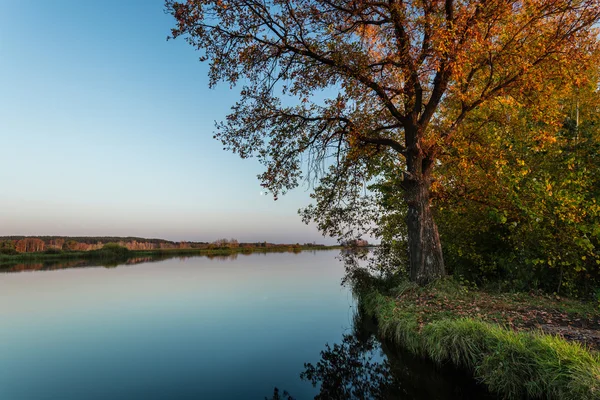 Jesienne drzewo stoi na brzegu rzeki — Zdjęcie stockowe
