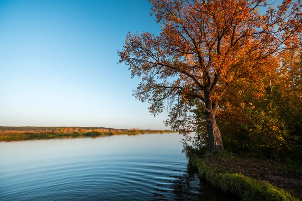 Autumn tree standing on the bank of the river — Stock Photo, Image