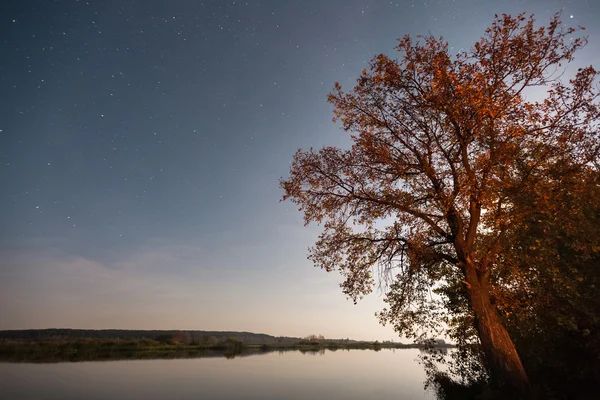 Φθινόπωρο δέντρο στέκεται στην όχθη — Φωτογραφία Αρχείου