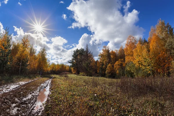 Muddy autumn road through forest — Stock Photo, Image