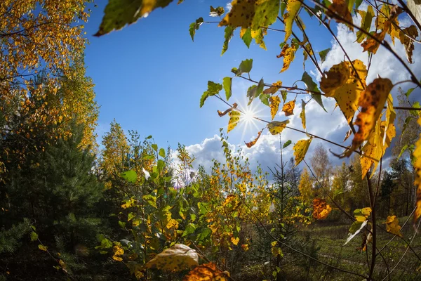 Foresta autunnale con luce solare — Foto Stock