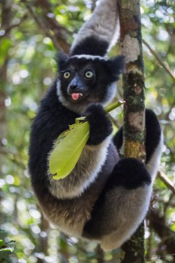 endemic Indri lemur clipart