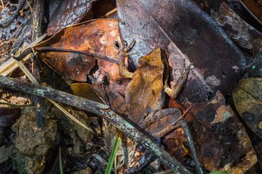 Kurbağa yerde oturuyor. 
