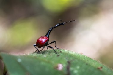 Endemik zürafa weevil 