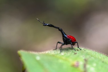 Endemik zürafa weevil 