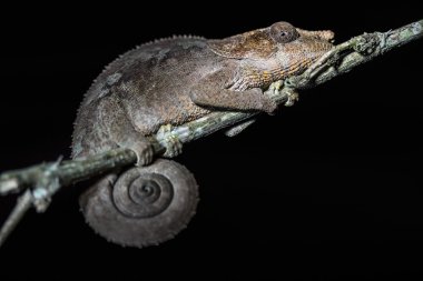 Bukalemun ağacın dalı