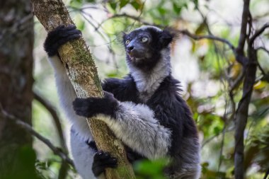 Endemik indri lemur