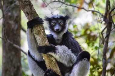 Endemik indri lemur