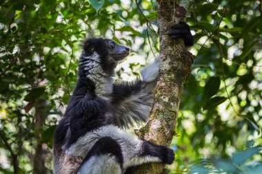 Endemik indri lemur