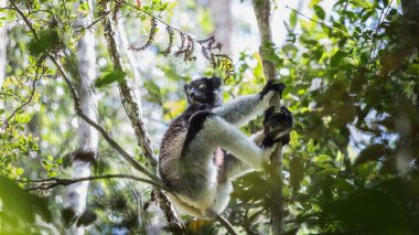 Endemic indri lemur clipart
