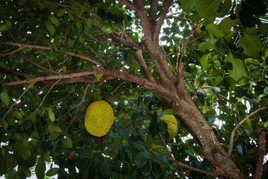 Bir bahçede büyüyen Jack meyve