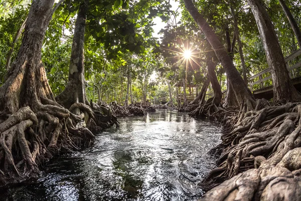 Mangrove fák tőzegből mocsári erdőben — Stock Fotó