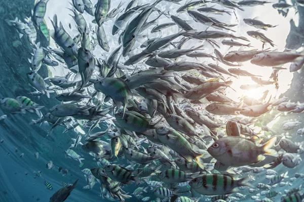 Sealife vacatures Sealife vacatures