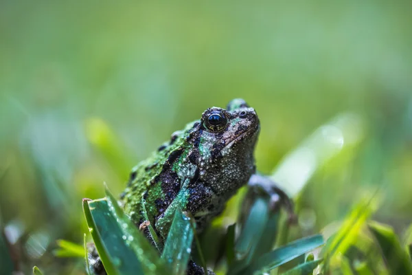 개구리는 녹색 잔디에 앉아 — 스톡 사진