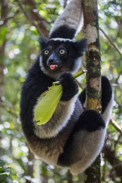 Endemik indri lemur — Stok fotoğraf