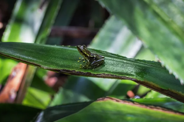 Rana seduta sulla foglia verde — Foto Stock