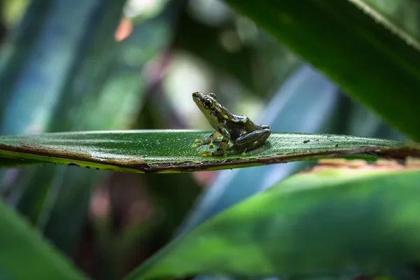 Rana sentada sobre la hoja verde — Foto de Stock