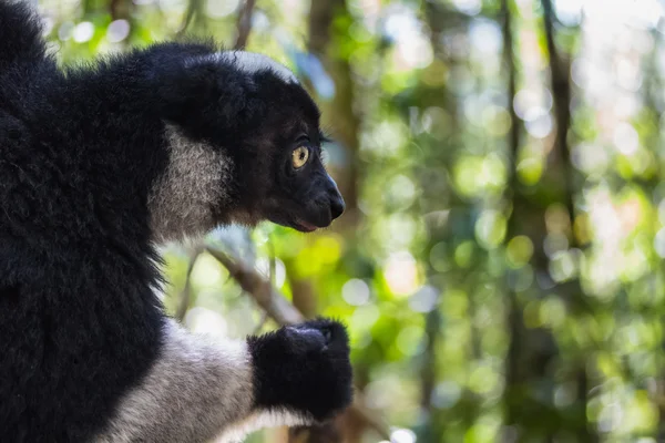 Endemic Indri lemur — Stock Photo, Image