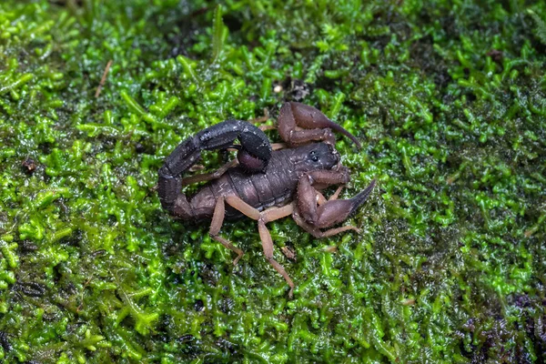 Escorpião marrom no solo verde — Fotografia de Stock