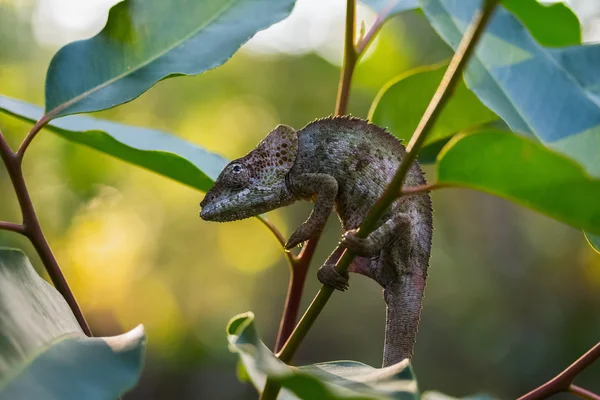 Camaleão no galho da árvore — Fotografia de Stock