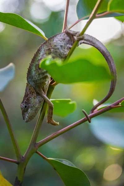 Camaleón en la rama del árbol — Foto de Stock
