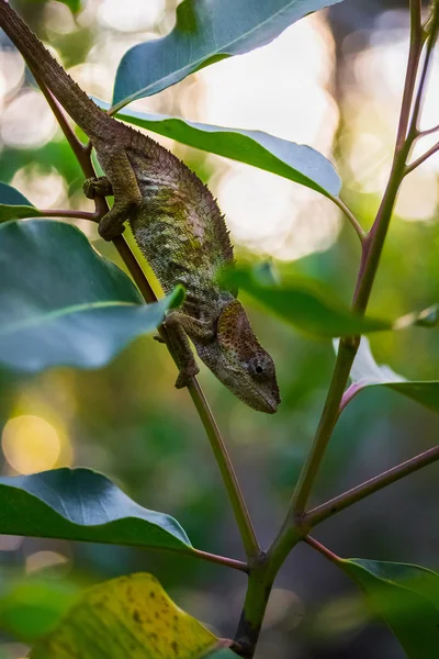 Chameleon on the tree branch — Stock Photo, Image