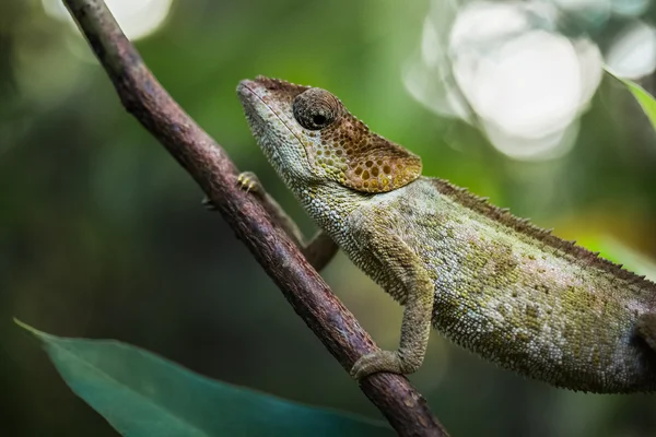 Camaleão no galho da árvore — Fotografia de Stock