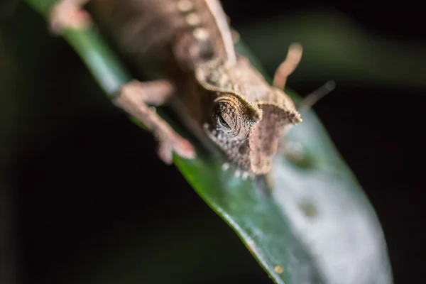 Chameleon na zelený list — Stock fotografie