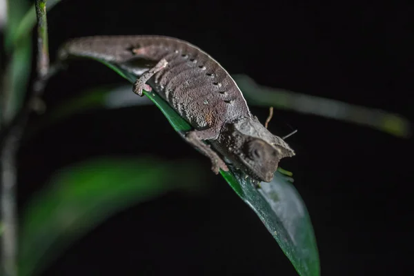 Chameleon na zelený list — Stock fotografie