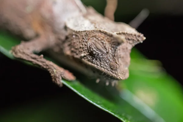 Chameleon na zelený list — Stock fotografie