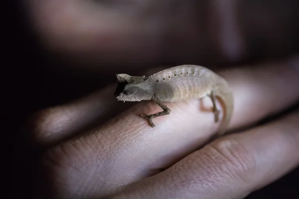 Pequeño camaleón nocturno — Foto de Stock