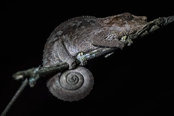 Chameleon na větvi stromu — Stock fotografie