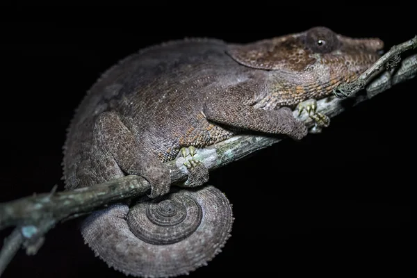 Chameleon na větvi stromu — Stock fotografie