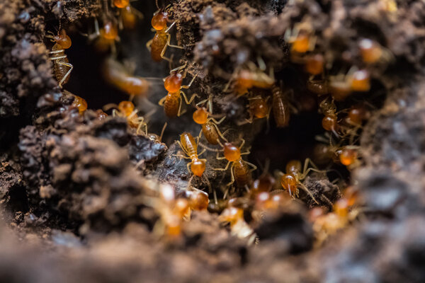 Orange big ants