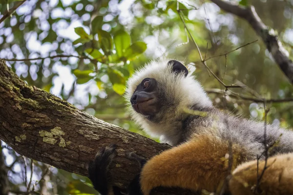 Diademed sifaka Maki — Stok fotoğraf