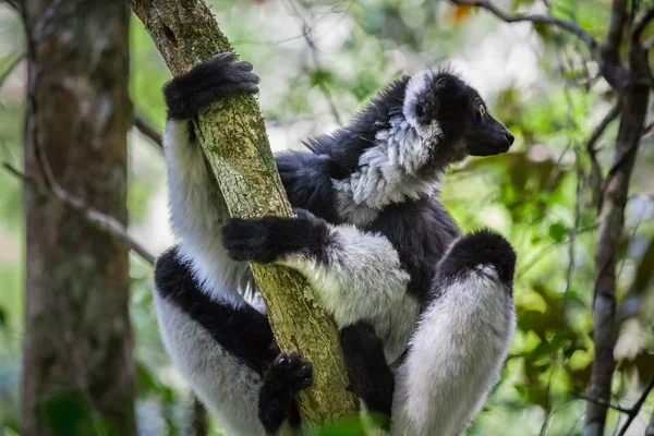 Indri endemicznych lemur — Zdjęcie stockowe