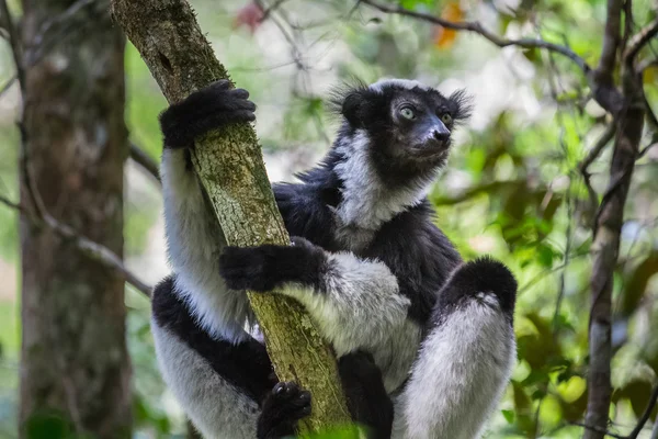 Endemic indri lemur — Stock Photo, Image