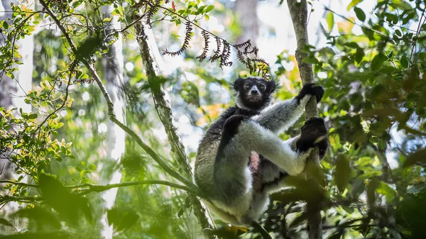 Indri lemur endemico — Foto Stock